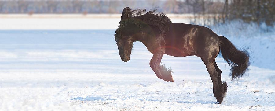 horse in snow